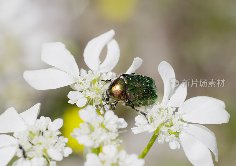 甲虫:金龟子(Cetonia aurata)